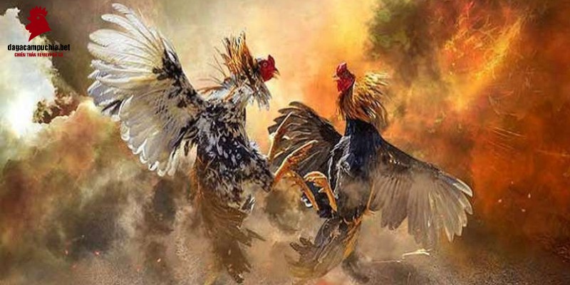 Trang web Zbet68 là gì? - Zbet68